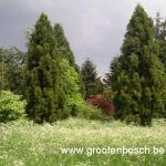 Cryptomeria japonica Compacta 1