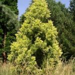 Cryptomeria japonica Sekkan sugi 1