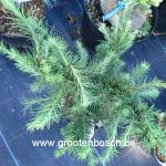 Larix decidua Little bogle