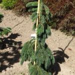 Picea glauca Pendula