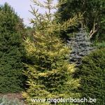 picea orientalis Skylands