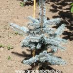 Picea pungens Hoopsii