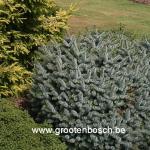 Picea sitchensis Papoose
