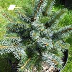 Picea sitchensis Papoose 1