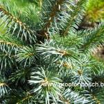 Picea sitchensis Papoose 2