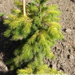 Picea smithiana Sunray