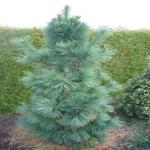 pinusxschwerinii Wiethorst