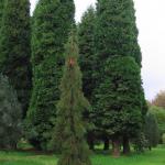 Sequiadendron giganteum Barabits requiem 1