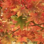 14882226 1290186207720252 5308427397621266512 o