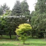 Acer shirasawanum Aureum 4