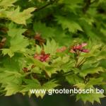 Acer shirasawanum Aureum 5