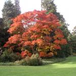 Acer shirasawanum Palmatifolium 1