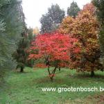 Acer japonicum Aconitifolium 4