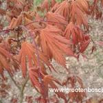 Acer palmatum Ariadne 1