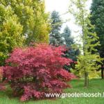 Acer palmatum Beni kagami 11