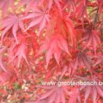 Acer palmatum Beni kagami 9
