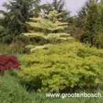 Acer palmatum dissectum 2