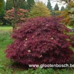 Acer palmatum Dissectum Atropurpureum 2