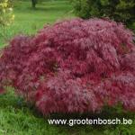Acer palmatum dissectum Garnet 1