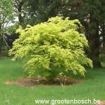 Acer palmatum Orange Dream 1