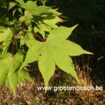 Acer palmatum Osakazuki 5