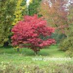 Acer palmatum Osakazuki 7