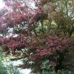 Acer palmatum Yezo nishiki 1