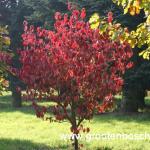 Cornus florida Rainbow 1