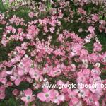 Cornus florida Rubra 1