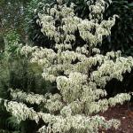 cornus kousa Laura