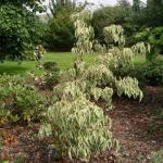 cornus kousa Samaritan