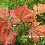 Acer palmatum Nathan