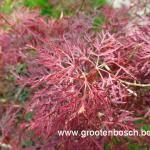 Acer palmatum Rilas red 2