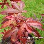 Acer palmatum Skeeters broom