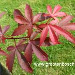 Acer palmatum Skeeters broom 2