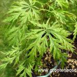 Acer palmatum Suisei