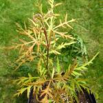 Acer palmatum Sunset