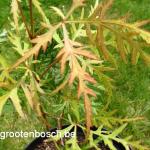 Acer palmatum Sunset 2