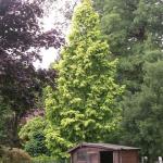 Metasequoia glyptostroboides Goldrush 3