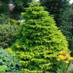 Abies nordmanniana Golden spreader 2