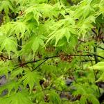 Acer palmatum Ki-Hachijo