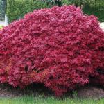 Acer palmatum Shaina 2