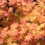 Acer shirasawanum Autumn moon