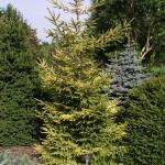 picea orientalis Skylands