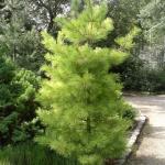 pinus strobus Louis