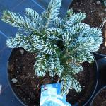 Abies koreana Kohouts icebreaker 3