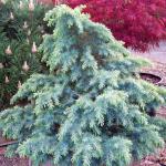 Cedrus deodara Divinely Blue 2