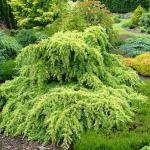 Cedrus deodara golden horizon