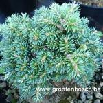 Abies koreana Blauer eskimo
