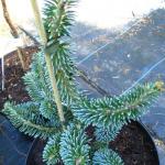 Abies koreana Blue Emperor